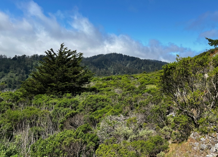 Santa Cruz Mountains